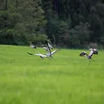 Reihenhaus Rotkehlchen, Lohmen * Lohmen (Mecklenburg-Vorpommern)
