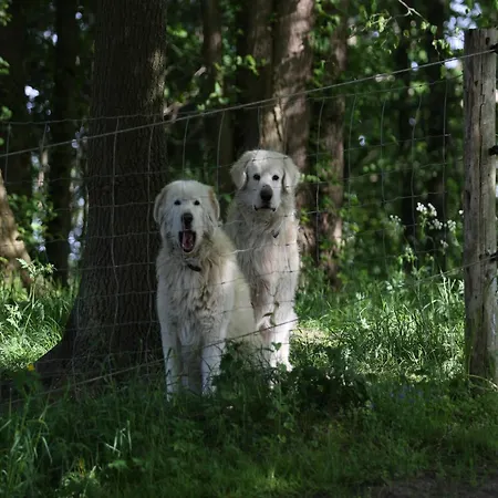 Reihenhaus Rotkehlchen, Lohmen Semesterbostad *