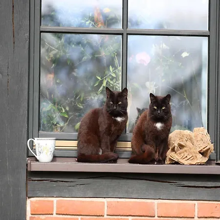 Reihenhaus Rotkehlchen, Lohmen * Lohmen (Mecklenburg-Vorpommern)