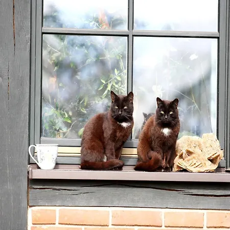 Reihenhaus Rotkehlchen, Lohmen Semesterbostad