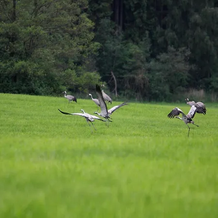 Reihenhaus Rotkehlchen, Lohmen * Lohmen (Mecklenburg-Vorpommern)